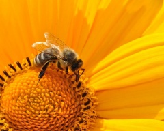 Об отзывах на проекты федеральных законов «О пчеловодстве»